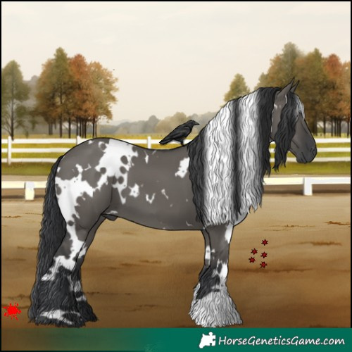 Horse Color:White Spotted Grullo 