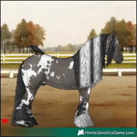Horse Color:White Spotted Grullo 