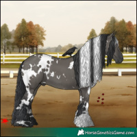 Horse Color:White Spotted Grullo