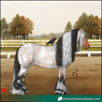 Horse Color:White Spotted Brown Roan Dun