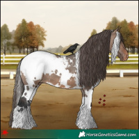 Horse Color:White Spotted Brown Dun Appaloosa 