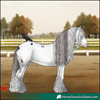 Horse Color:White Spotted Brown Frame Appaloosa