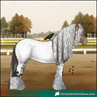 Horse Color:White Spotted Brown Dun Appaloosa