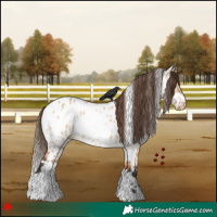 Horse Color:White Spotted Bay Dun Appaloosa Rabicano 