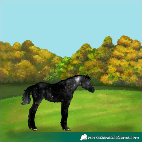 Horse Color:ERROR: UNKNOWN ANOMALY