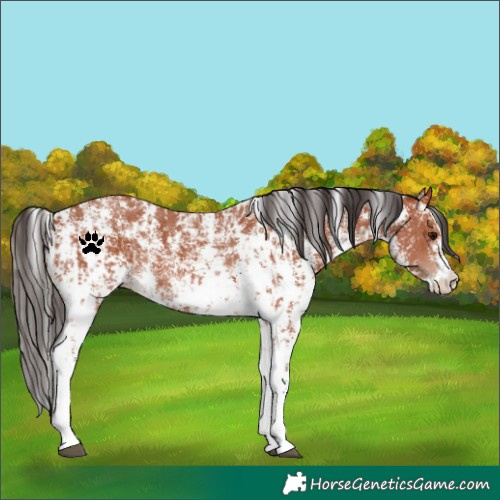 Horse Color:Bay Sabino Rabicano  and Bay Sabino Rabicano 