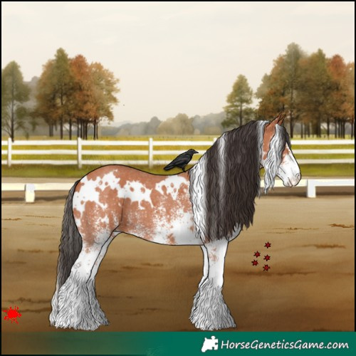 Horse Color:White Spotted Bay 