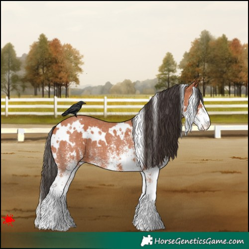 Horse Color:White Spotted Bay 