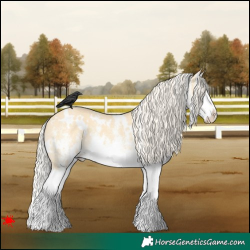 Horse Color:White Spotted Palomino Dun Splash 