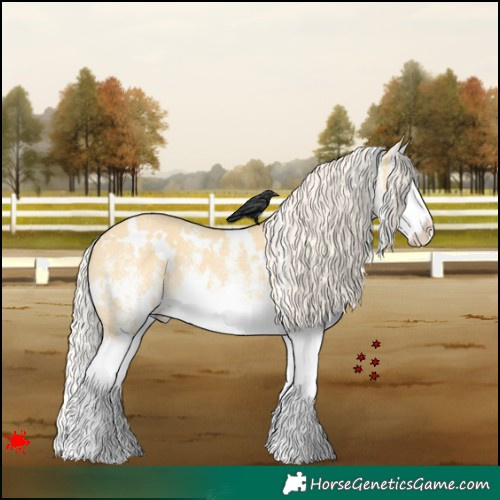 Horse Color:White Spotted Palomino Dun Splash