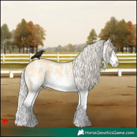 Horse Color:White Spotted Palomino Dun Splash 