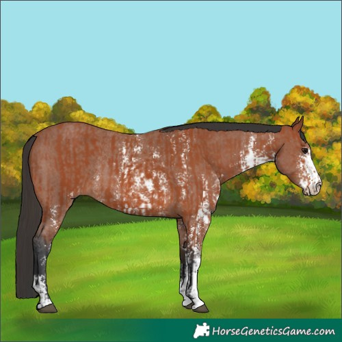 Horse Color:Bay Sabino Rabicano and Bay Sabino Rabicano