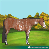 Horse Color:Bay Sabino Rabicano  and Bay Sabino Rabicano 