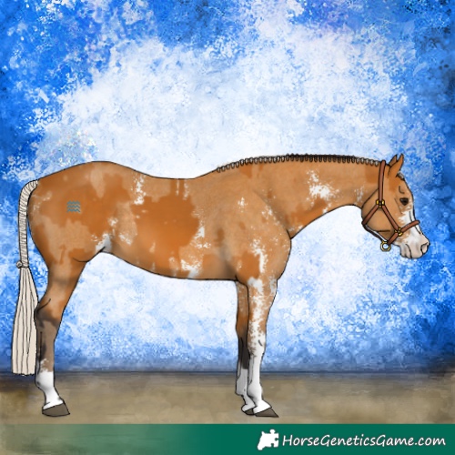 Horse Color:Buckskin Sabino Rabicano  and Silver Buckskin Sabino Rabicano 