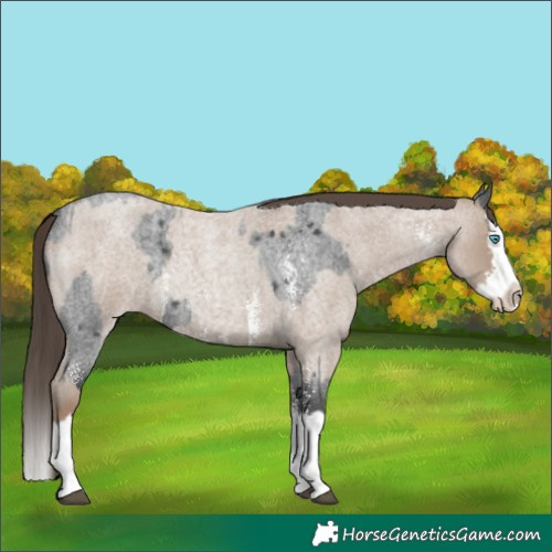 Horse Color:Blue Roan Sabino Splash  and Classic Champagne Roan Sabino Splash 