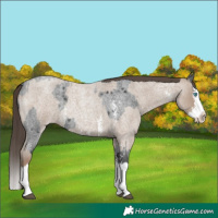 Horse Color:Blue Roan Sabino Splash  and Classic Champagne Roan Sabino Splash 