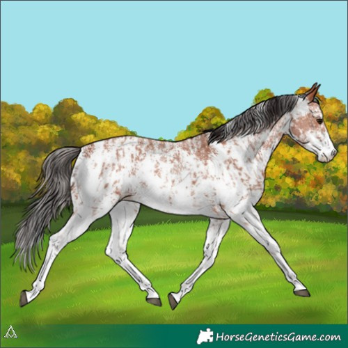 Horse Color:Bay Sabino Rabicano  and Bay Sabino Rabicano 