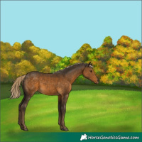 Horse Color:Chocolate Palomino 