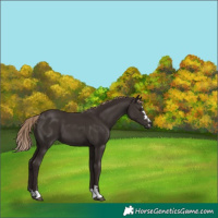 Horse Color:Liver Chestnut 