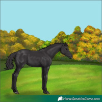 Horse Color:Smoky Black 