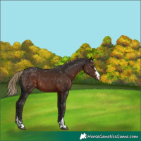 Horse Color:Liver Chestnut Snowflake Varnish