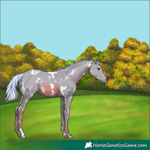 Horse Color:Watercolor White Spotted Chestnut Mushroom Rabicano 