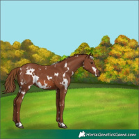 Horse Color:White Spotted Chestnut 