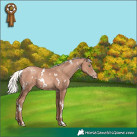 Horse Color:White Spotted Gold Champagne Mushroom