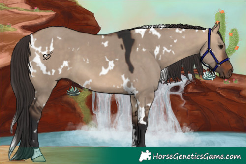 Horse Color:White Spotted Bay Dun 