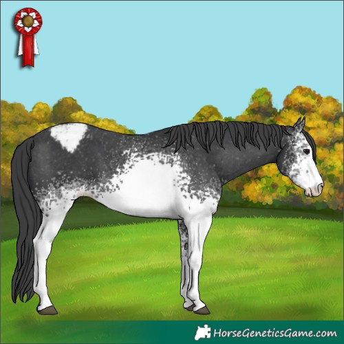 Horse Color:White Spotted Black Appaloosa 