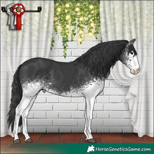 Horse Color:White Spotted Black 