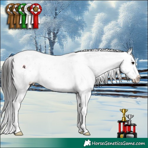 Horse Color:White Spotted Brown Appaloosa 
