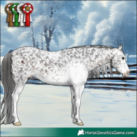 Horse Color:White Spotted Brown Appaloosa