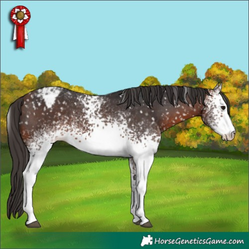 Horse Color:White Spotted Bay Appaloosa 