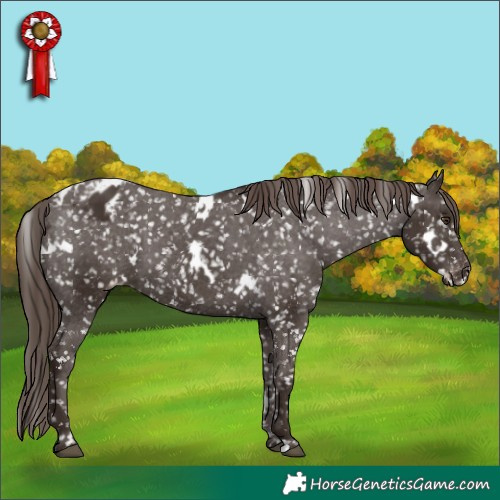 Horse Color:White Spotted Liver Chestnut Appaloosa 