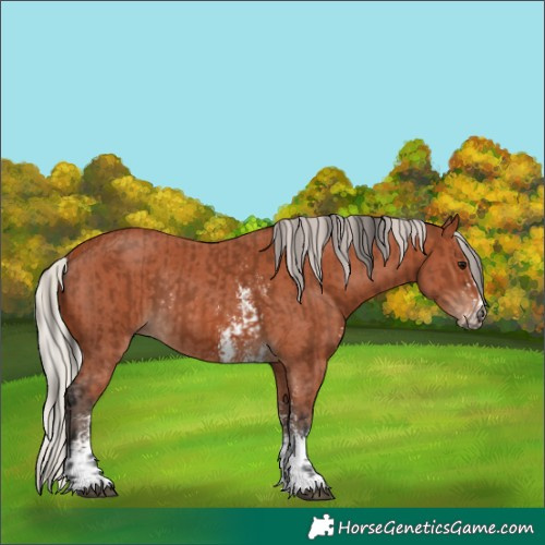 Horse Color:Bay Sabino Rabicano  and Silver Bay Sabino Rabicano 