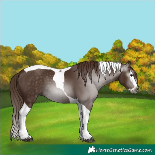 Horse Color:Gray Chestnut Splash Tobiano 