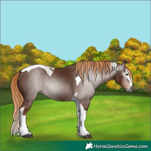 Horse Color:Gray Chestnut Splash Tobiano 