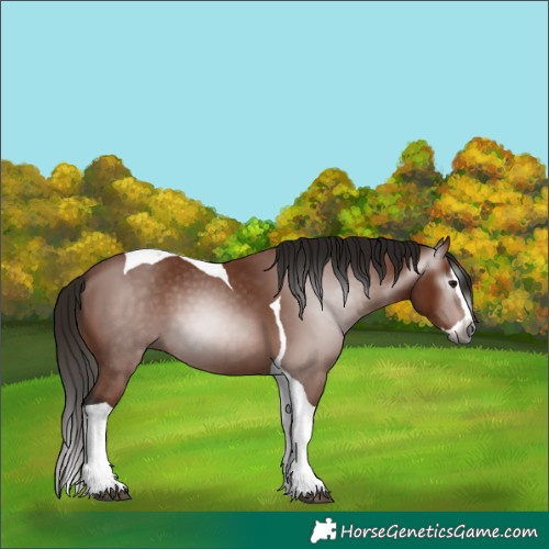 Horse Color:Gray Bay Splash Tobiano 