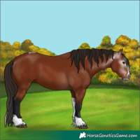 Horse Color:Gray Bay Splash Tobiano 