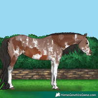 Horse Color:Brown Sabino Rabicano and Brown Sabino Rabicano