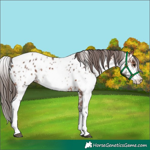 Horse Color:Bay Sabino Appaloosa Rabicano 