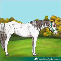 Horse Color:Bay Sabino Appaloosa Rabicano 