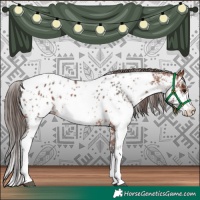 Horse Color:Bay Sabino Appaloosa Rabicano