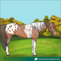 Horse Color:Bay Tobiano Appaloosa 