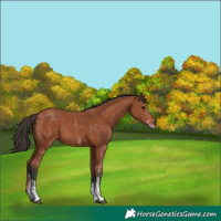 Horse Color:Bay Sabino Rabicano and Bay Sabino Rabicano