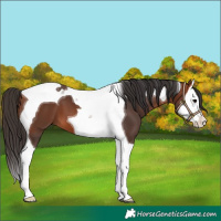 Horse Color:Bay Splash Tobiano