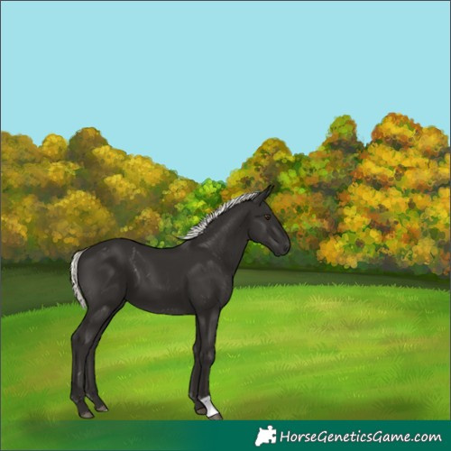 Horse Color:Liver Chestnut Mushroom 