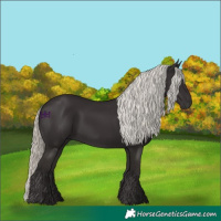 Horse Color:Liver Chestnut Mushroom 