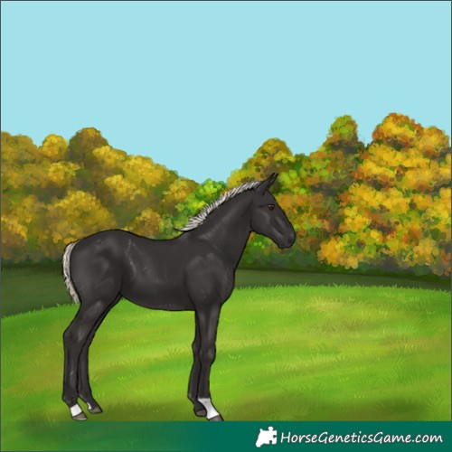 Horse Color:Liver Chestnut Mushroom 